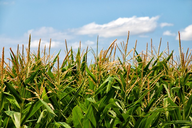 corn-field3